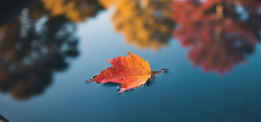 Fall Pool Care: A Seasonal Guide for North Texas Homeowners