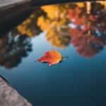 Fall Pool Care: A Seasonal Guide for North Texas Homeowners