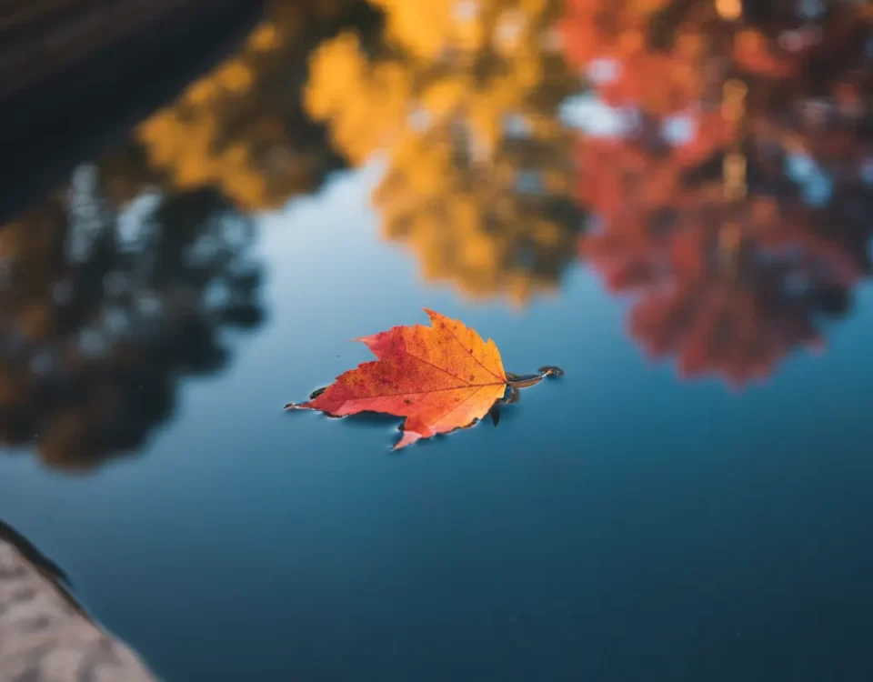 Fall Pool Care: A Seasonal Guide for North Texas Homeowners